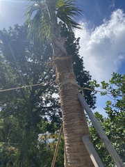 Trachycarpus fortunei