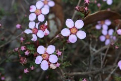 Euryomyrtus ramosissima