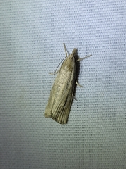 Macrochilo orciferalis