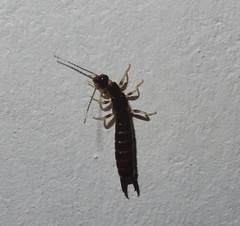 Euborellia annulipes