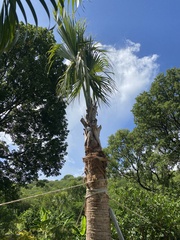 Trachycarpus fortunei