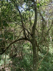 Ficus ampelos