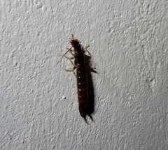 Euborellia annulipes