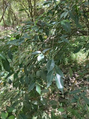 Ficus ampelos
