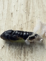 Tortrix viridana