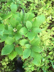 Clethra