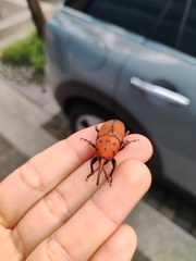 Rhynchophorus ferrugineus