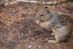 Otospermophilus variegatus