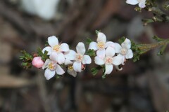 Cyanothamnus anemonifolius