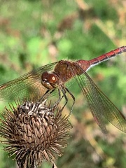 Sympetrum costiferum
