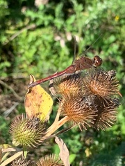 Sympetrum costiferum