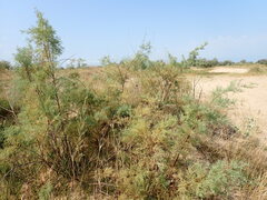 Tamarix ramosissima