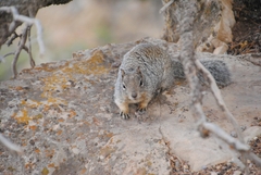 Otospermophilus variegatus