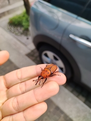 Rhynchophorus ferrugineus