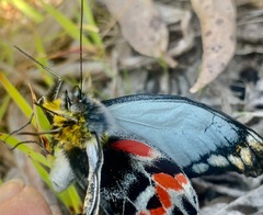 Delias harpalyce