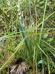 Spiranthes
