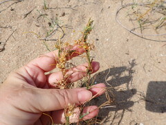 Cuscuta campestris