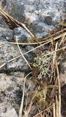 Cladonia furcata