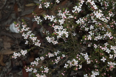 Cyanothamnus anemonifolius