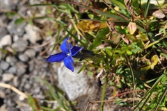 Gentiana bavarica bavarica