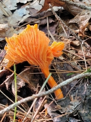 Cantharellus cinnabarinus