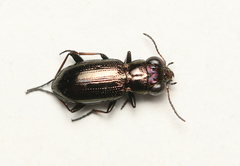 Notiophilus germinyi