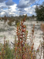 Gyrostemon australasicus
