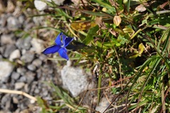 Gentiana bavarica bavarica