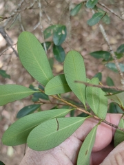 Erythroxylum