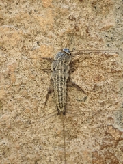 Ctenolepisma