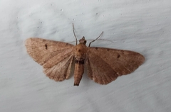 Eupithecia absinthiata