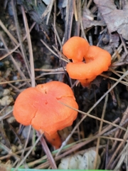 Cantharellus cinnabarinus