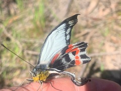 Delias harpalyce