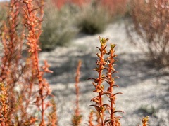 Gyrostemon australasicus