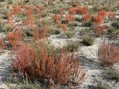 Gyrostemon australasicus