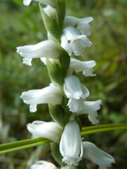 Spiranthes