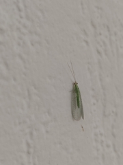 Pseudomallada prasinus