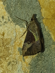 Hypena andraca