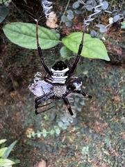 Argiope vietnamensis