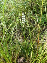 Spiranthes