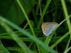 Lycaena dispar