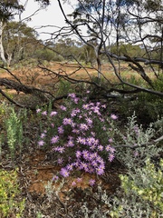 Olearia magniflora