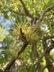 Tillandsia utriculata
