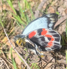 Delias harpalyce