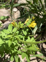 Cleome viscosa