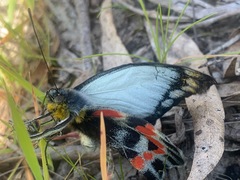 Delias harpalyce