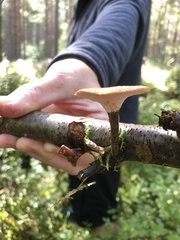 Polyporus tuberaster
