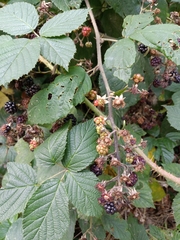 Rubus