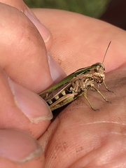Omocestus viridulus