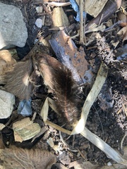 Spilosoma lubricipeda